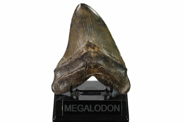 Serrated, Fossil Megalodon Tooth - South Carolina #160410